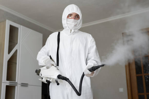 Best Basement Mold Removal in Mehlville, MO