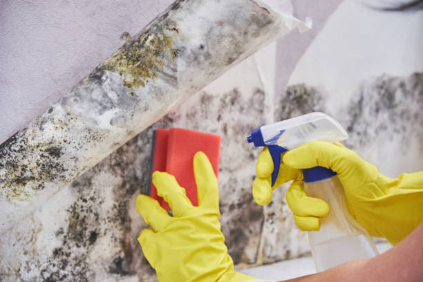 Best Biohazard Mold Removal in Mehlville, MO